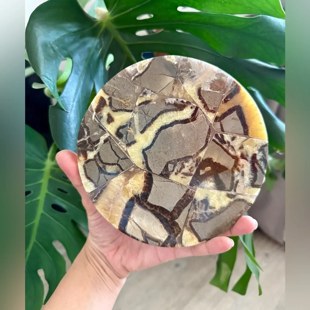 Septarian plate (one)